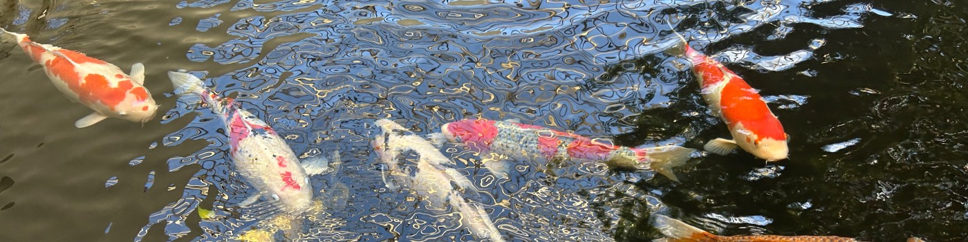 koi